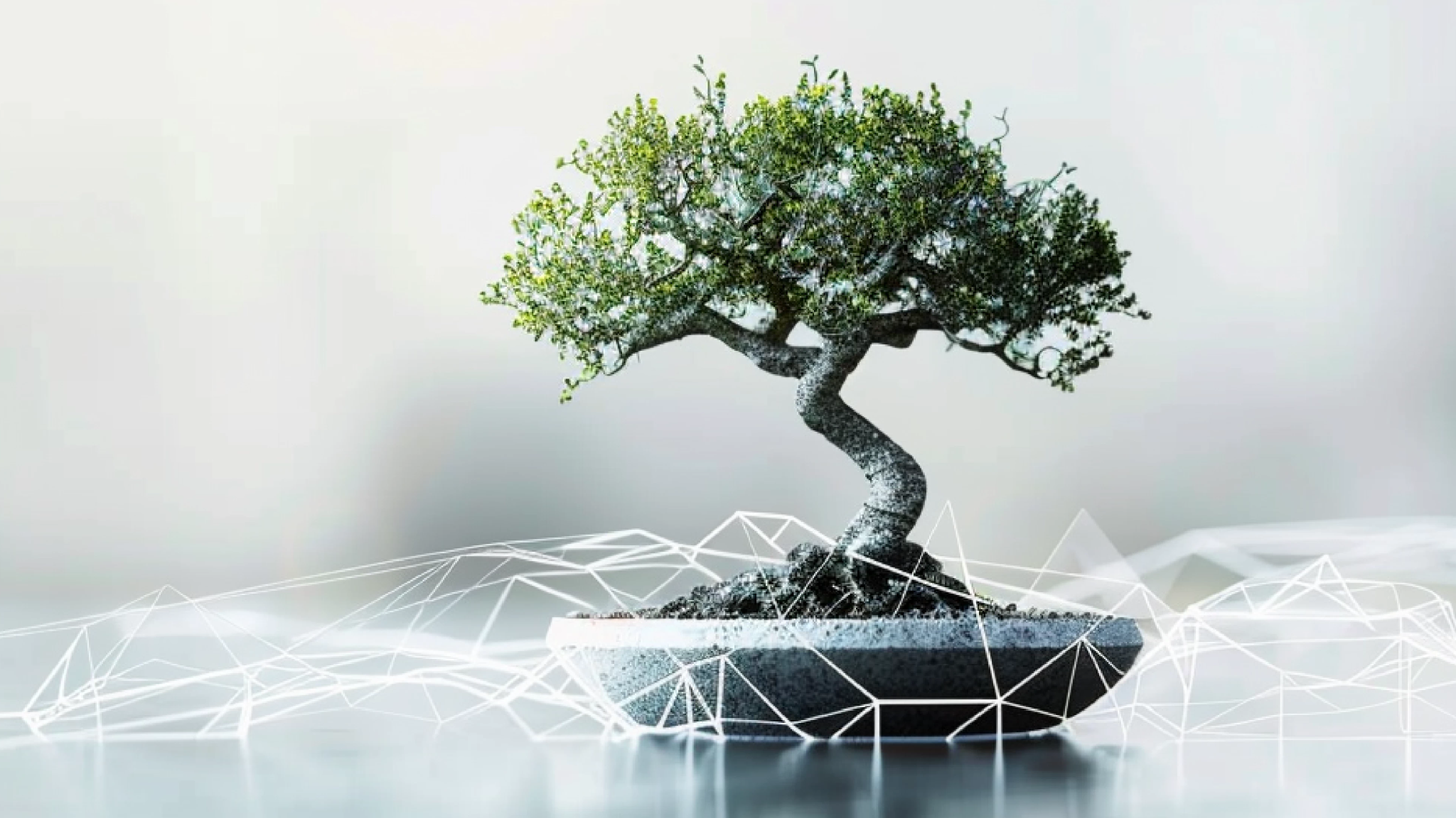 A stylized image of a lone bonsai tree growing on a wireframe platform