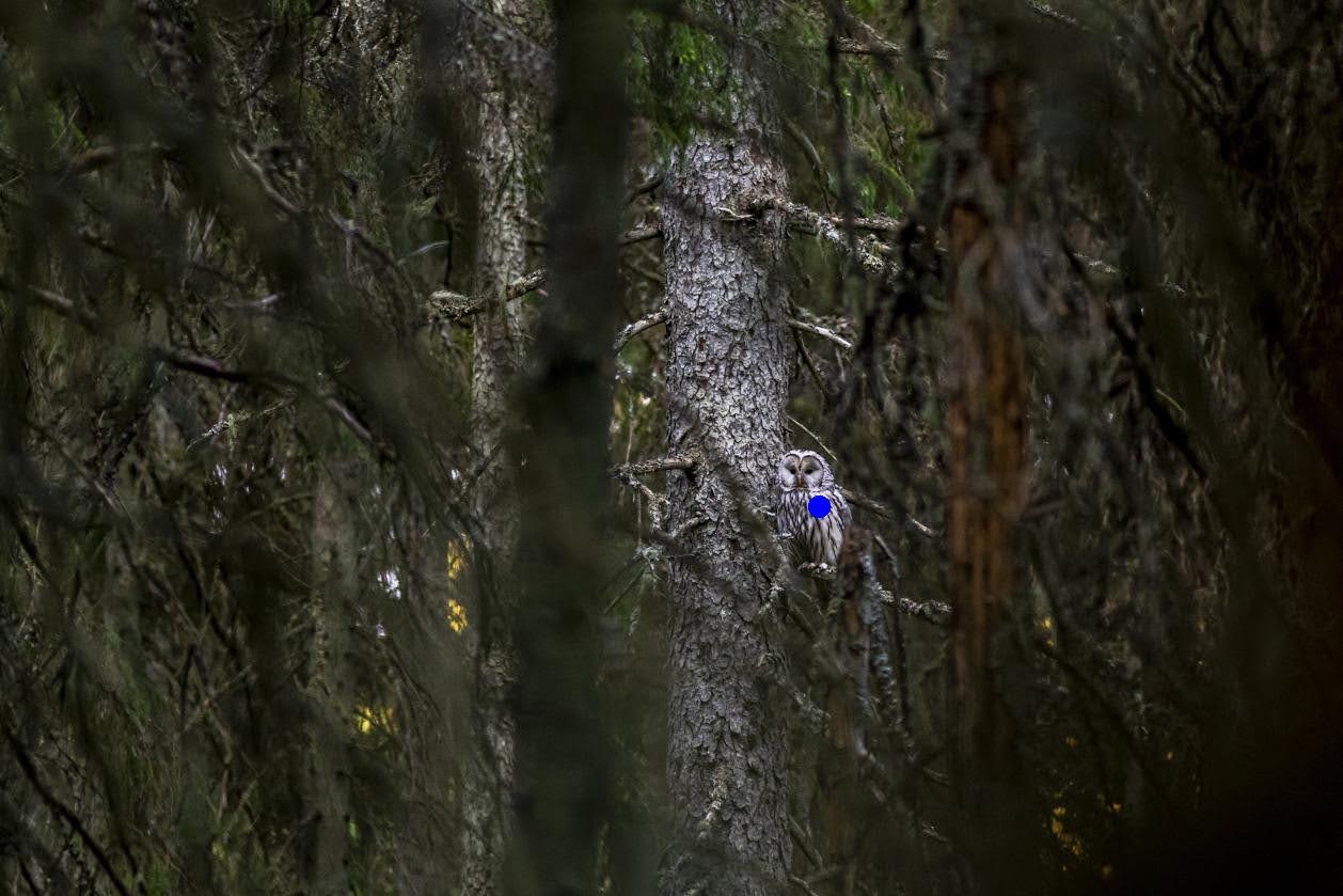 A dense forest scene with tall trees and thick branches, showcasing how well nature’s camouflage blends with the environment. An owl, marked with a digitally added blue dot, is perched on a tree trunk, nearly indistinguishable from the surrounding textures and colors. This image demonstrates the challenge of detecting camouflaged animals, a task for visual language models (VLMs)