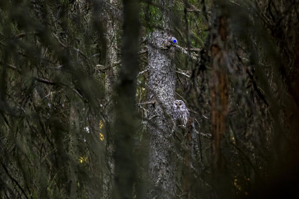 A dense forest scene with tall trees and thick branches, showcasing how well nature’s camouflage blends with the environment. An owl, marked with a digitally added blue dot, is perched on a tree trunk, nearly indistinguishable from the surrounding textures and colors. Above the owl, also marked with a blue dot, is a mouse added to the image later. This image demonstrates the challenge of detecting camouflaged animals, a task for visual language models (VLMs).